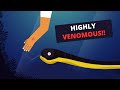 Sea Snake Bite Emergency: How the Venom affects humans? &amp; How to treat?