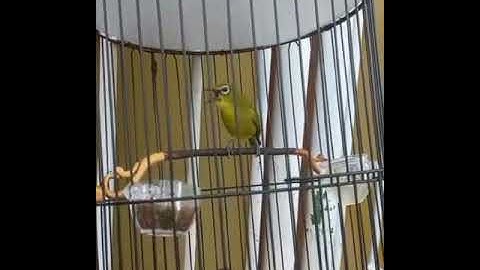 pleci nembak kenari panjang bikin gacor