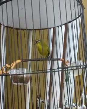 pleci nembak kenari panjang bikin gacor