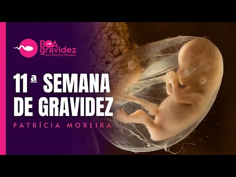 Vídeo: 11 semanas de desenvolvimento do bebê