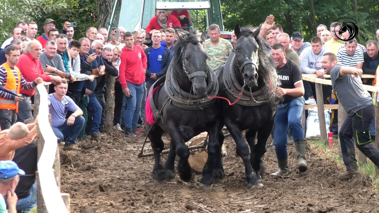 -DUCELJA ŠAMPION KOZARAC U TEŠKIM PAROVIMA -