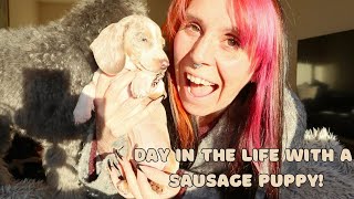 Day in the life with a minature dachshund puppy