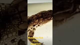 Full #fish #animals alligator 🐊 available on waterline fish flock aquariums Guide