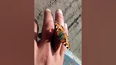 Цвет Шиповника