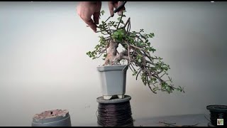 Let’s Bonsai Together 🌳 (dwarf Jade Bonsai Semi Cascade style)