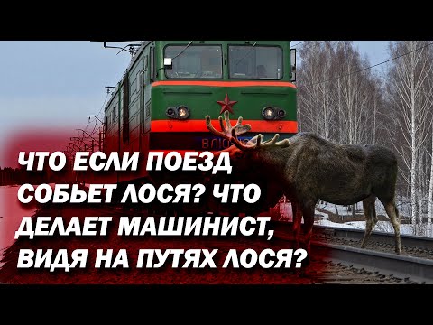 Что будет если поезд собьет лося? Что делает машинист, если видит животное на путях?