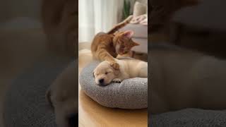 Cat Woke Puppy Up Just To Slap Him Httpsyoutubecomshortsnjxawfjnxz4siu8ktjzihgvaq3p4i