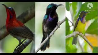 masteran burung Kolibri Full isian