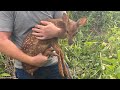 We rescued a baby deer that fell in a sinkhole !?!