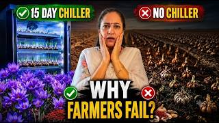 Why 80% Farmers Make this Mistake !Chiller Secret ? #saffronfarming