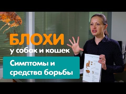 Видео: ДНК-транспозоны и роль рекомбинации в накоплении мутаций в Daphnia Pulex