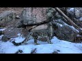 Snow Leopard Keeper Talk: Training and Enrichment