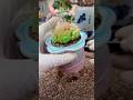 Very Simple How To Growing & repotting Succulent Plants For The Beginners | 多肉植物 | 다육식물 #966