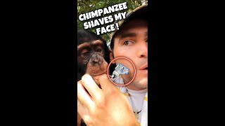 Chimpanzee Shaves My Face ! #Short