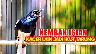 NEMBAK NEMBAK ISIAN, PANCINGAN KACER AGAR CEPAT EMOSI DAN TARUNG