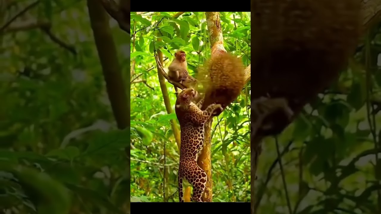Tiger vs Beehive: Monkey’s Smart Escape from the Angry Swarm! 🐅🐒