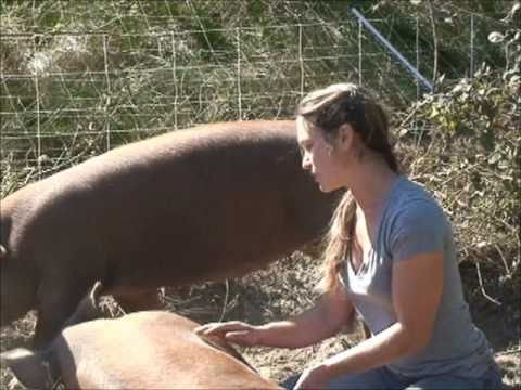 Pigs in the Pasture Rotation on Silva Star Farms