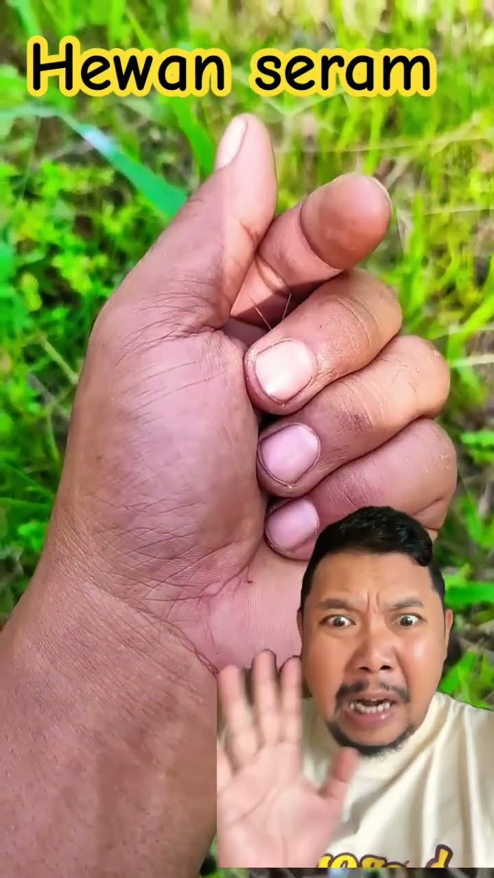 HEWAN SERAM BIKIN KAGET AJA!!?? #nature #insects #shortsfeed #shortsviral #shorts
