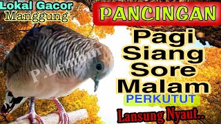 Masteran pancingan perkutut lokal gayer manggung suara istimewa besar