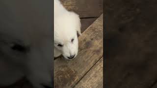 Nine week old #Puppy going up the stairs. Too #Cute