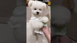 Cute puppy  and Mummy funny Part 88 mini wood toywood working art skill /wood/handcraft /#shorts