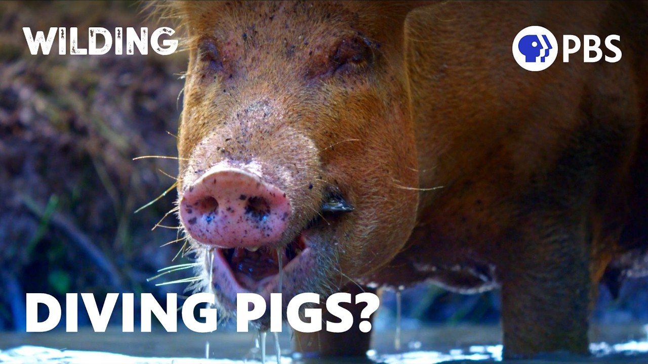 How Worms, Beavers and Pigs Rebuilt a Dead Landscape
