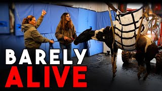 Barely Alive - Horse Shelter Heroes S4E42