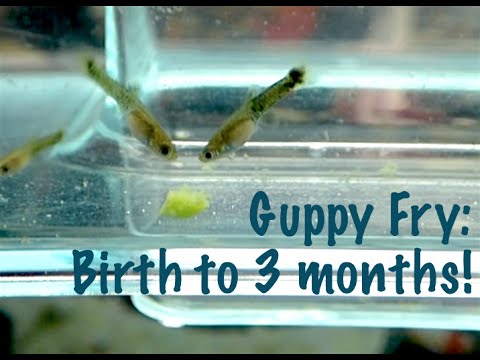 Guppy Fry: Birth to 3 Months - YouTube