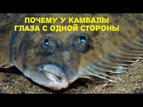 Почему у камбалы глаза с одной стороны? Павлинья камбала