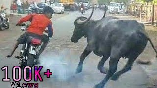 Indian Funny Videos hd Hindi 2017 | Indian Funny Video Clips Try Not to laugh