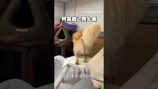 【快救我啊】阿金自己爬上桌下不來　委屈生悶氣：還在拍？ #Shorts