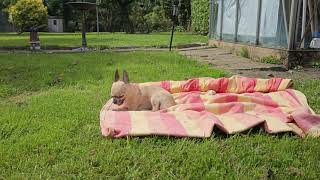 Lucia Maria the Chihuahua is not well, she has an upset tummy. Sunlight is helping her feel better.