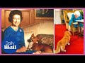 4 minutes of the queen being delighted by corgis and other cute dogs