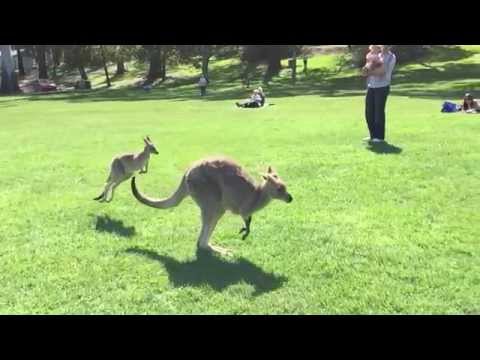 Slow Motion Kangaroo!