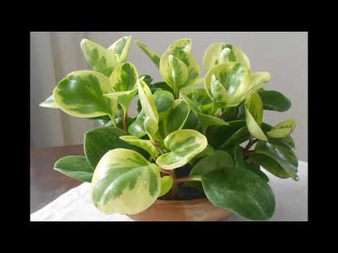 Video: Peperomia Blunt-leaved