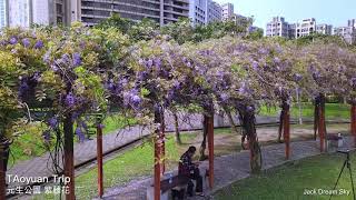 桃園旅遊景點城市花園元生公園紫藤花賞花秘境