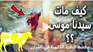 كيف مات سيدنا موسى عليه السلام .قصة وفاة سيدنا موسى .قصة البقرة الصفراء المذكورة في القرأن الكريم