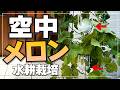 【メロン栽培革命】場所がなくても大きなプリンスメロンが育てられる水耕栽培術