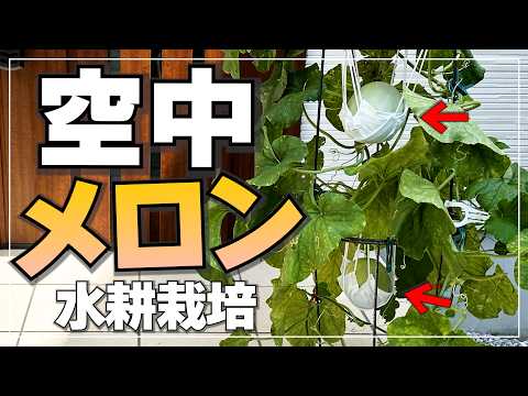 Melon Cultivation Revolution] Hydroponic cultivation method that