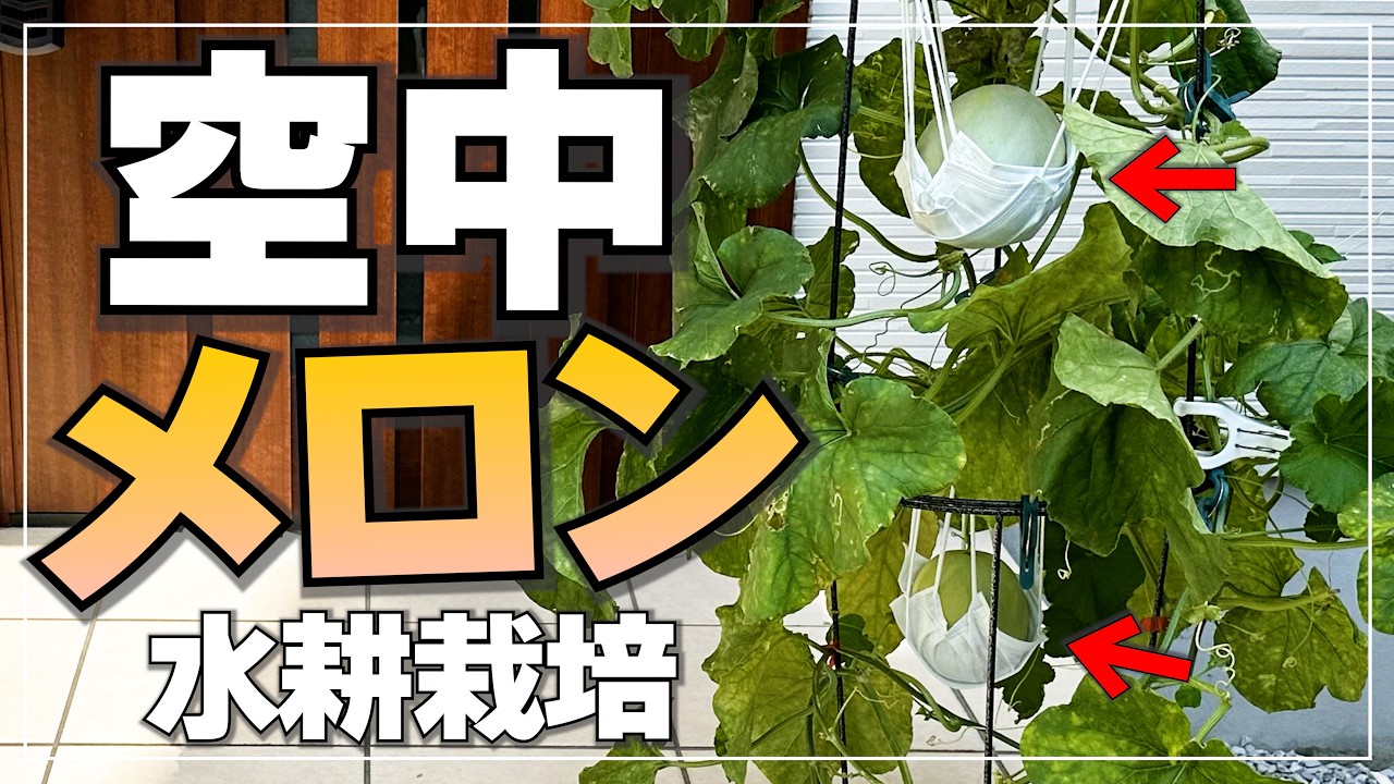 Melon Cultivation Revolution] Hydroponic cultivation method that