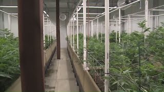 Sen. Collins pushes for more federal help targeting illegal marijuana operations in Maine