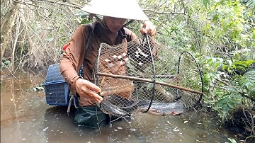 Thăm Lờ Cá Trong Rừng Tràm Dính 3 Con Trê Lai Khủng – Lượm Ốc Bươu Vàng Ruộng Gốc Rạ Lúa Chét 