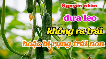 Nguyên nhân dưa leo không ra trái hoặc bị rụng trái non