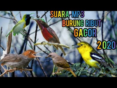 Download Suara Burung Ribut Untuk Pikat Semua Jenis Burung 