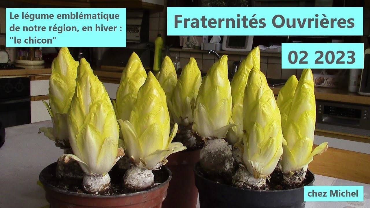 Fraternités Ouvrières - 02 2023 - Chez Michel - La récolte des chicons