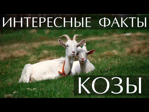 Видео: Черна коза: породи, снимки, интересни факти