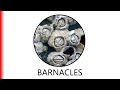 BARNACLES.