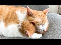 子猫が大好きで抱きしめて寝る先住猫