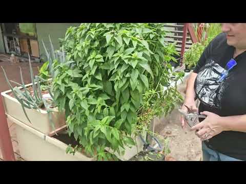 Trimming the Mint - Community Video