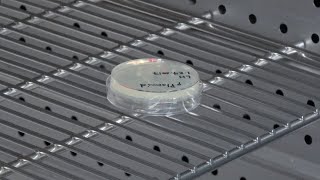 Streaking for Single Colonies Lab Tip #2: Keep Your Plate Dry